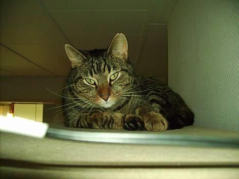 Huskat Carlo - Her er jeg  billede 1