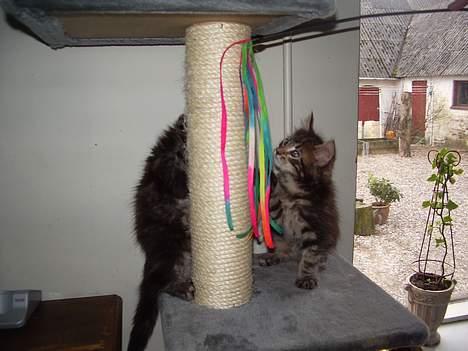 Maine Coon Harald Hin Hårfager - her er mig og min brormand  billede 6