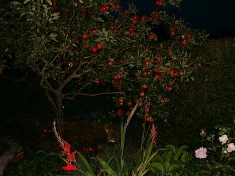 Huskat Tikki - Tikke sidder under æbletræet en sommer aften billede 8