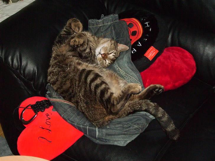 Huskat Carlo - Jeg passer på mors bukser :-) billede 2