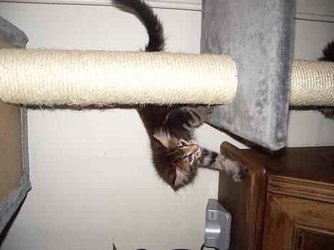 Maine Coon Harald Hin Hårfager - hvorfor skal alt vende den rigtige vej ?? det er da for kedeligt .... billede 7