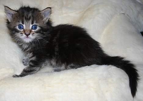 Maine Coon Harald Hin Hårfager - psssttt... har du skrevet en lille kommentar til mig ?? billede 8