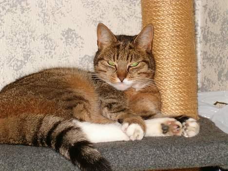 Huskat Tikki - "Her liger jeg på mit hus" billede 9