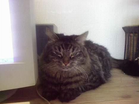 Maine Coon Freya - Her ligger den dejlige misser på computer bordet.  billede 1