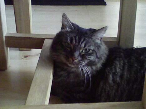 Maine Coon Freya - Den dejlige dame billede 2