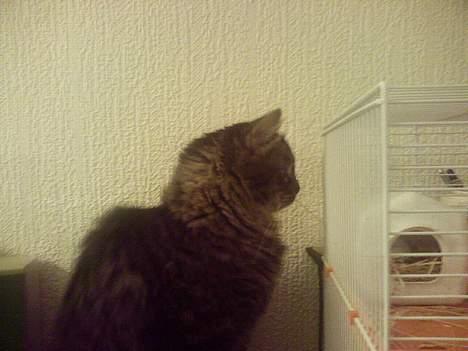 Maine Coon Freya - Freya sidder og kigger på vores tamrotte Ruth. billede 3