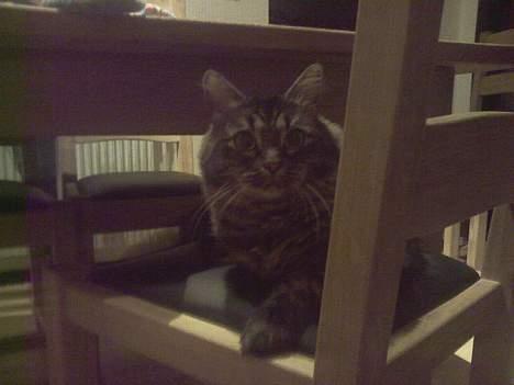 Maine Coon Freya - Her ligger hun på stolen og kigger sig omkring. billede 4