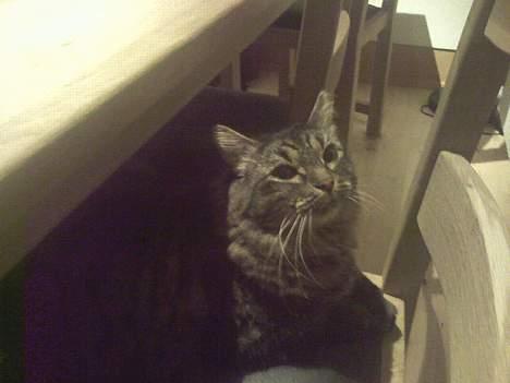 Maine Coon Freya - Hun kigger på min finger :)<3 billede 5