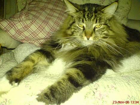 Maine Coon Bette mis - Bette mis billede 1