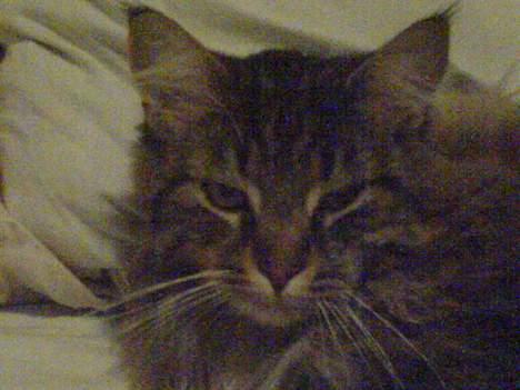 Maine Coon Bette mis - Bette mis billede 2
