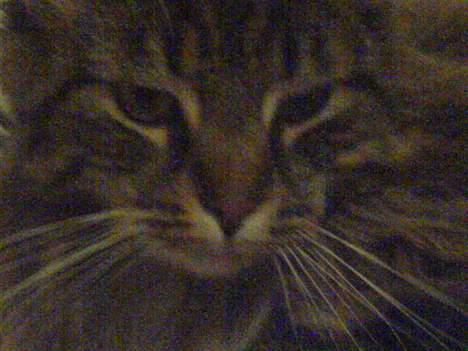 Maine Coon Bette mis - Bette mis billede 3