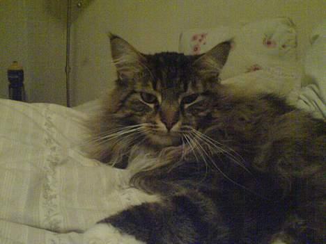 Maine Coon Bette mis - Bette mis billede 4