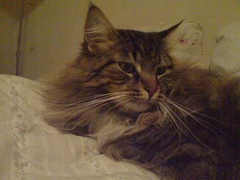 Maine Coon Bette mis - Bette mis billede 5