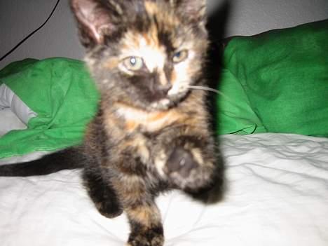 Blanding af racer Manse billede 1