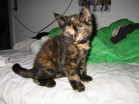 Blanding af racer Manse billede 2