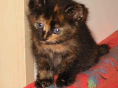 Blanding af racer Manse billede 3