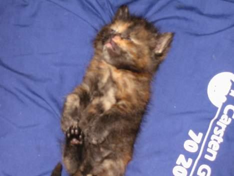 Blanding af racer Manse billede 4