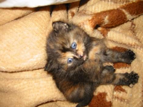 Blanding af racer Manse billede 5