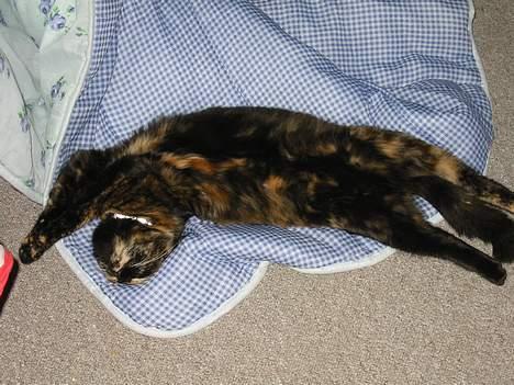 Blanding af racer Manse billede 6