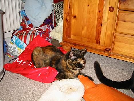 Blanding af racer Manse billede 7