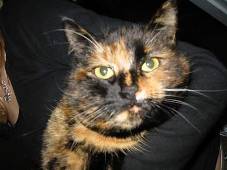 Blanding af racer Manse billede 8