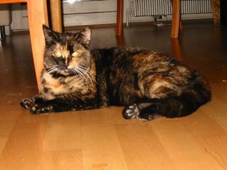 Blanding af racer Manse billede 9