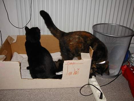 Blanding af racer Manse billede 10