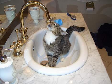 Huskat Athos - ej jeg gider ikke til og gå ud til min skål så tager noget vand her billede 2