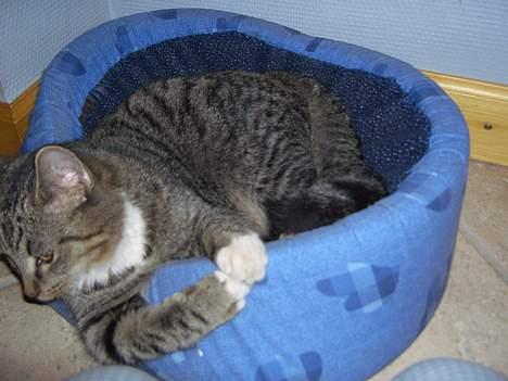 Huskat Athos - hygger lidt den er blød og ligge i billede 4