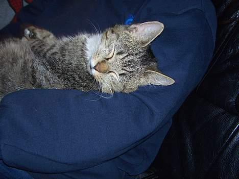 Huskat Athos - ligge lige og sover zzzzzzzz billede 5