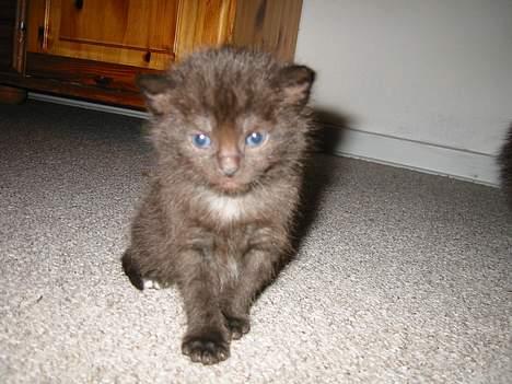 Blanding af racer LIlle fix billede 1