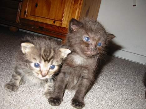 Blanding af racer LIlle fix billede 2