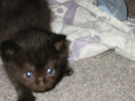 Blanding af racer LIlle fix billede 3