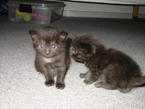 Blanding af racer LIlle fix billede 4