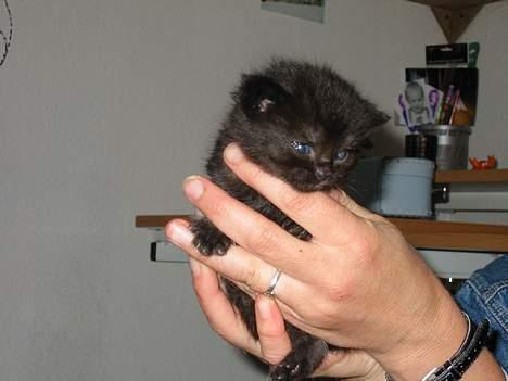 Blanding af racer LIlle fix billede 5