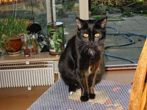 Blanding af racer LIlle fix billede 6