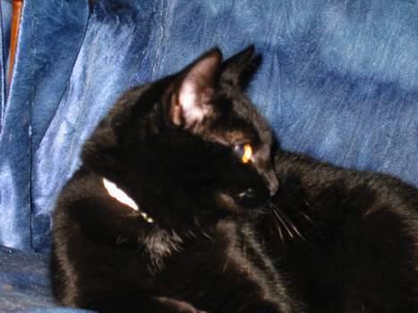 Blanding af racer LIlle fix billede 7