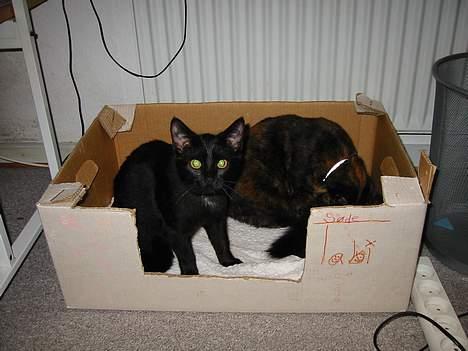 Blanding af racer LIlle fix billede 8