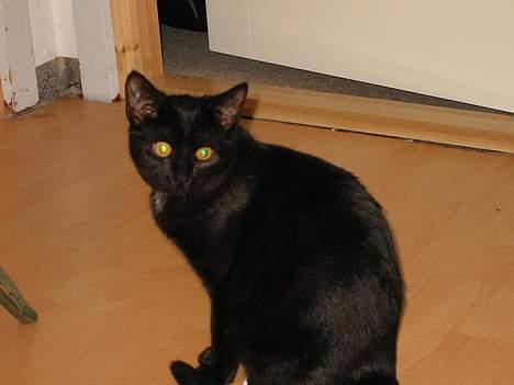 Blanding af racer LIlle fix billede 9