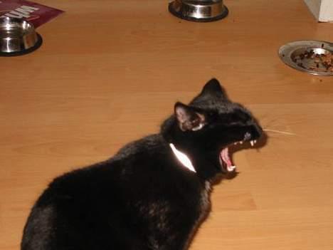 Blanding af racer LIlle fix billede 10