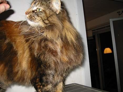 Norsk Skovkat Tabi billede 1