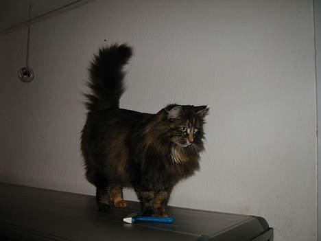 Norsk Skovkat Tabi billede 2