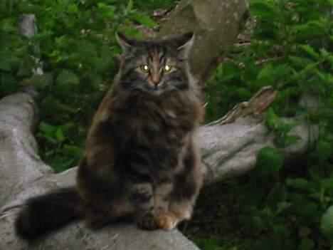 Norsk Skovkat Tabi billede 3