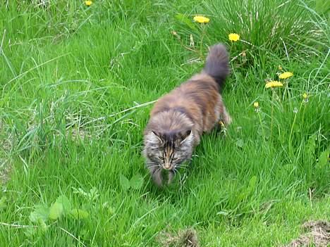 Norsk Skovkat Tabi billede 4