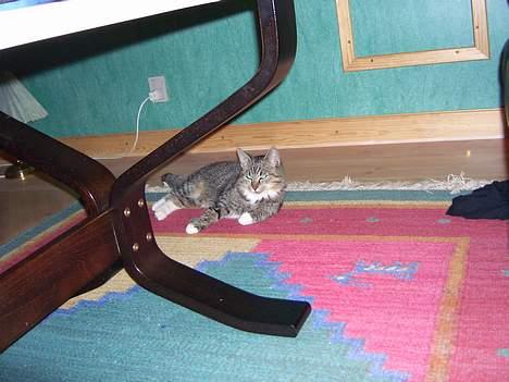 Huskat Athos - jeg er lidt træt billede 6