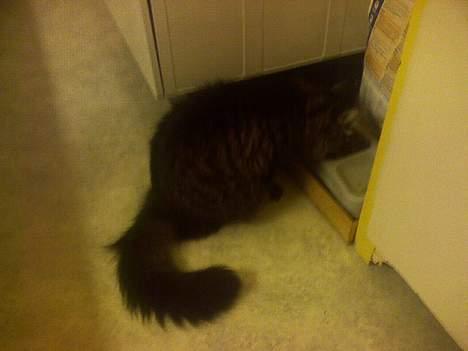 Maine Coon Freya - Ikke det bedste billede, men her har man chancen for at se hende dejlige fyldige hale :)(: billede 6