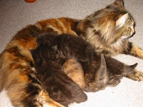 Norsk Skovkat Tabi billede 5