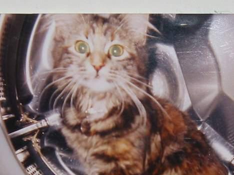 Norsk Skovkat Tabi - hun syns den vaske maskine så veldig sjov ud så der skulle hun så ind. skal lige siges hun lå der inde og sov bagefter, rigtig sødt :b billede 6