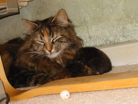 Norsk Skovkat Tabi billede 7