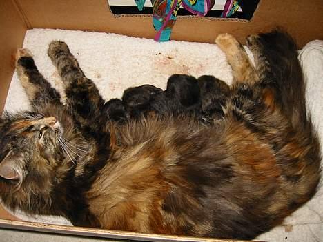 Norsk Skovkat Tabi - med et hold nyfødte killinger billede 8
